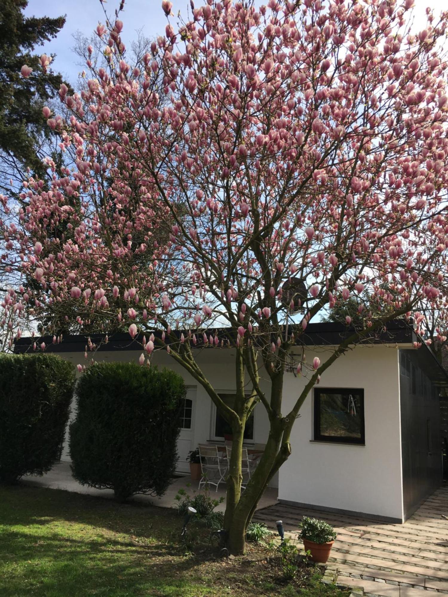 Privat-Boardinghouse Meerbusch - Ihre Oase Nahe Der Messe Duesseldorf Und Flughafen Villa Exterior photo